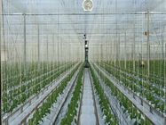 Greenhouse Tomato Tying Twine With Hook 7500D 9000D Rope Denier