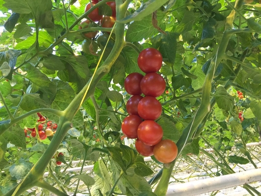 High Tenacity 6000D Tomato Tying Twine , Virgin PP Baler Twine UV Treated