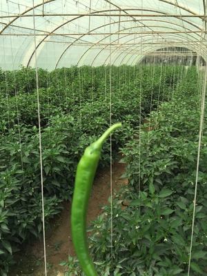 UV Treated 1 Ply Polypropylene Twine 200m-2000m Roll Customized Color for Agriculture Packaging