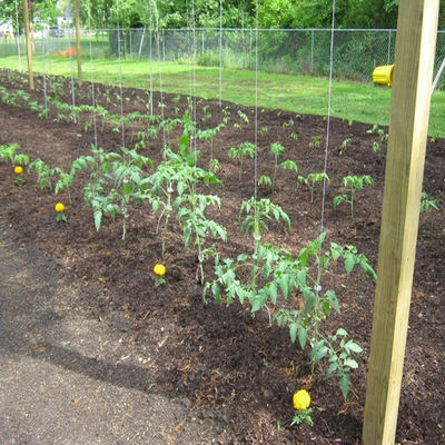 Tissu de liaison en polypropylène résistant aux rayons UV avec une résistance à la traction élevée (105KGF - 250KGF) et une longueur personnalisable pour les serres et l'agriculture