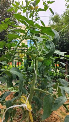 UV stabilisés en PP pour l'agriculture en treillis avec une résistance à la traction élevée pour le soutien de l'escalade des tomates et des concombres